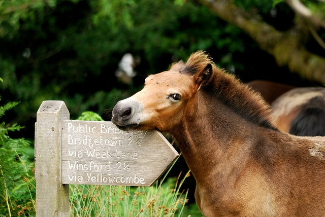 Exmoor Pony