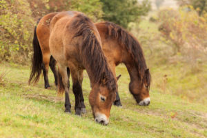 Two Exmoor ponies eating grass