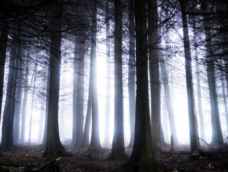 Eerie woods in the West country