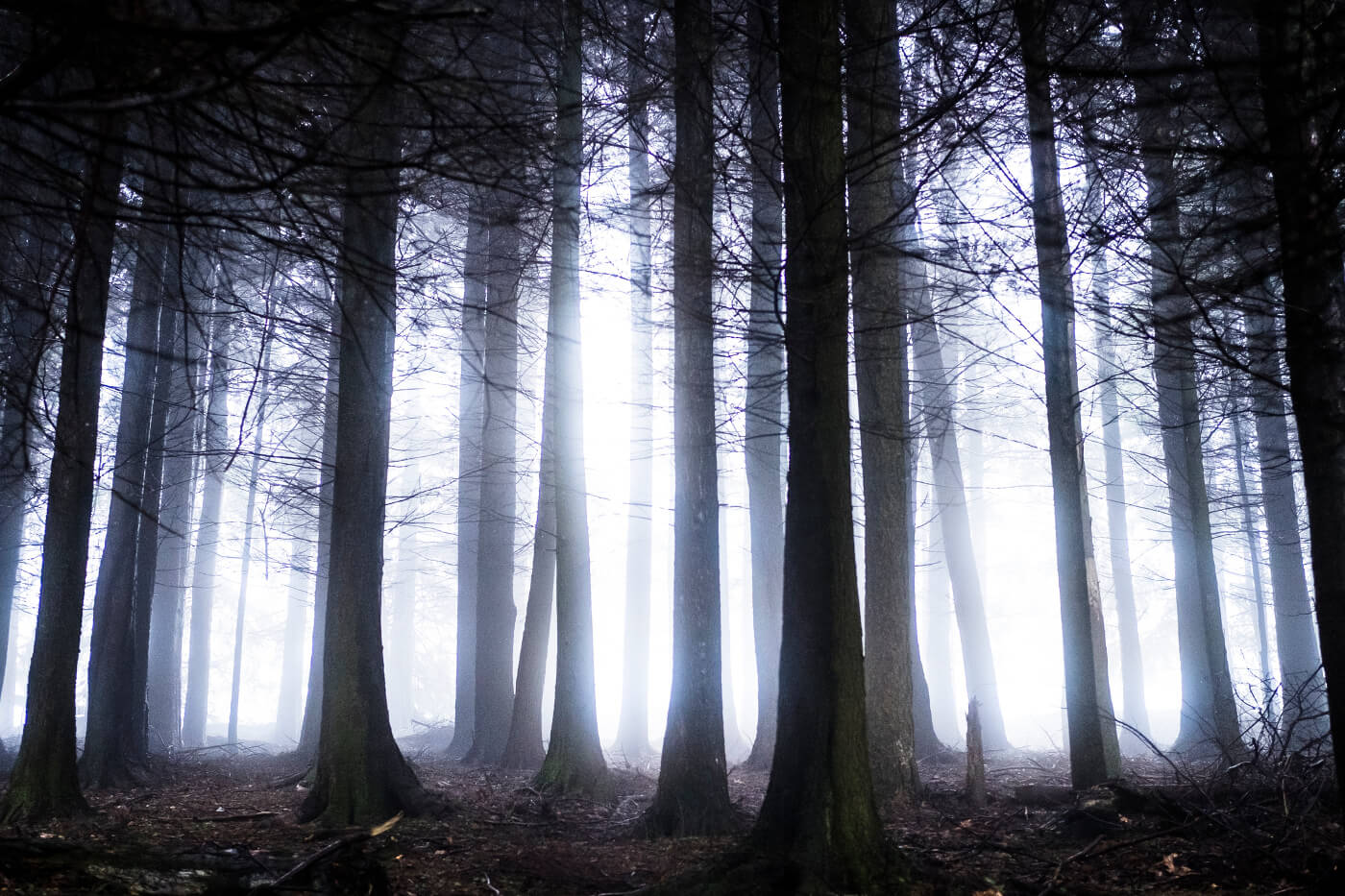 Eerie woods in the West country