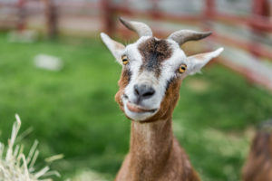 brown goat