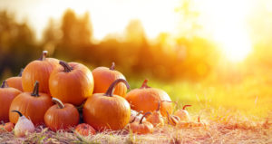 Several pumpkins in a sunlit field
