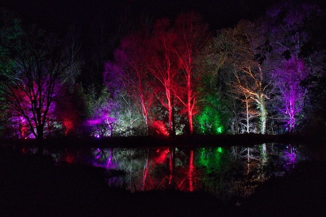 Lights illuminating the trees at Rosemoor