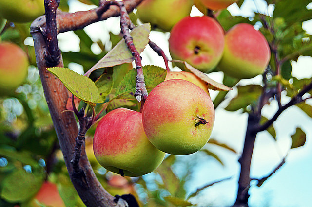 Apple Tree