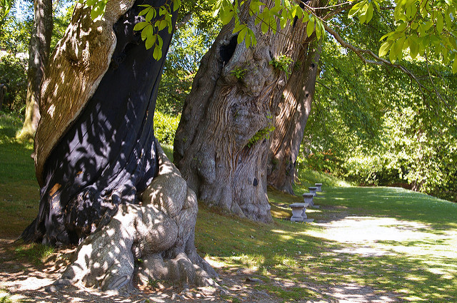 Trees in Dartington