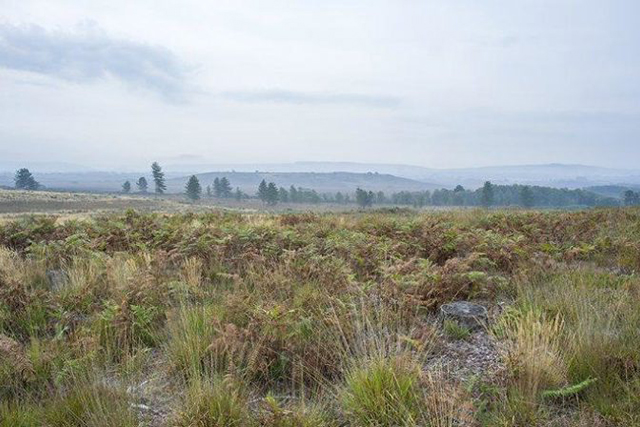 Hartland Moor