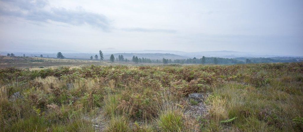 Hartland Moor