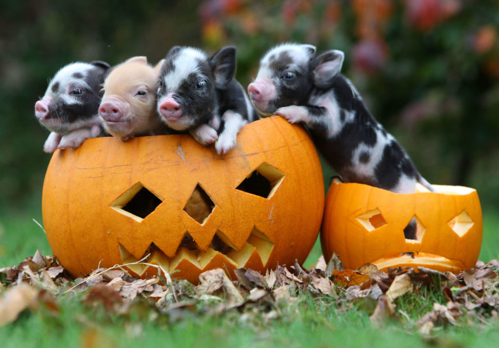 Four Piglets in Halloween Pumpkins