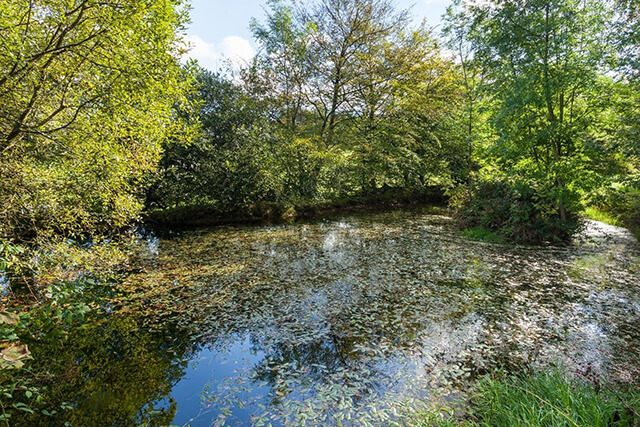 Bidlake Manor pond.