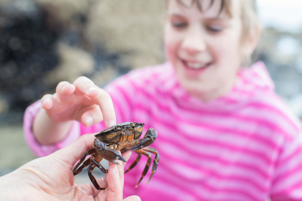 Young Girl Crabbing in Dittisham Devon