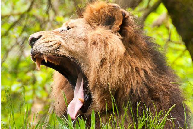 Lion roaring in Paignton Zoo.