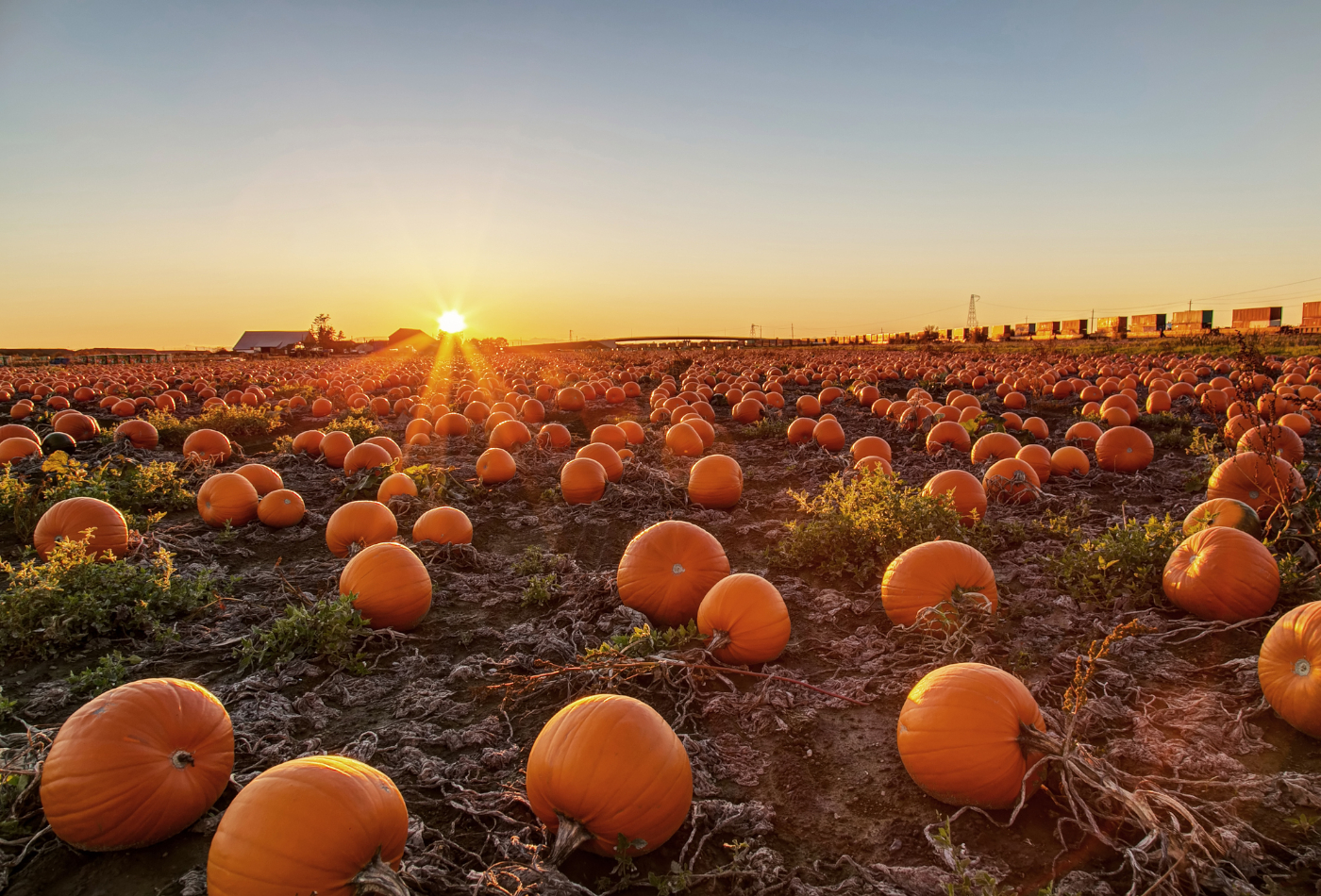 pumpkin field at sunset.