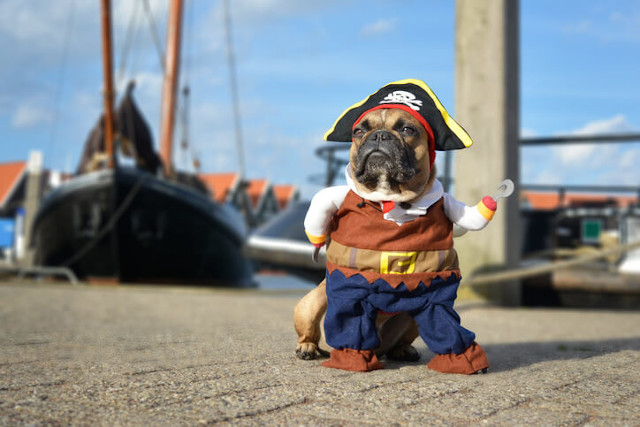 French bulldog pirate costume