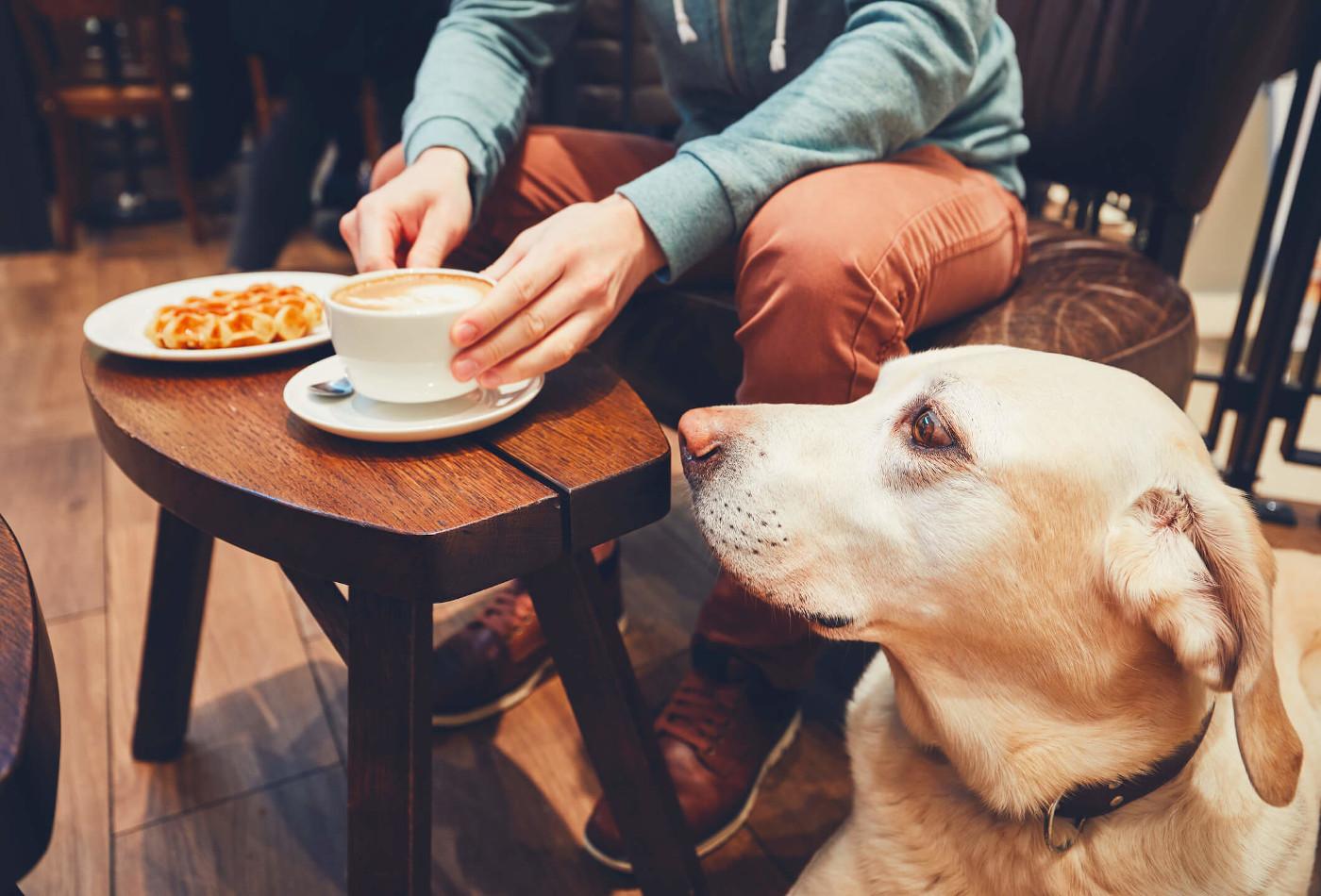 Dog sitting in pub watching owner eat waffle