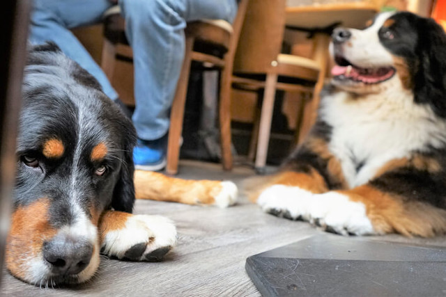 Dogs sitting on floor in pub