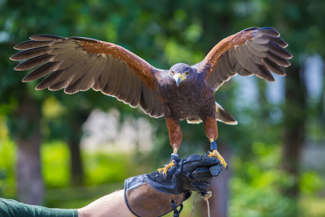 Harris Hawk landing on falconry glove