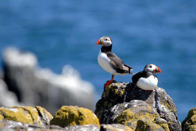 Puffins on Lundy Island