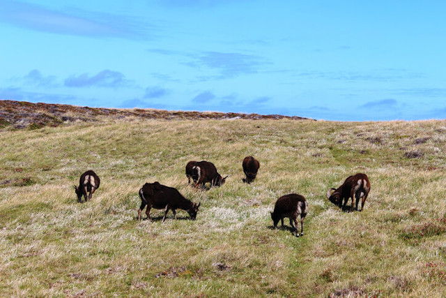 Soay sheep grazing on Lundy Island