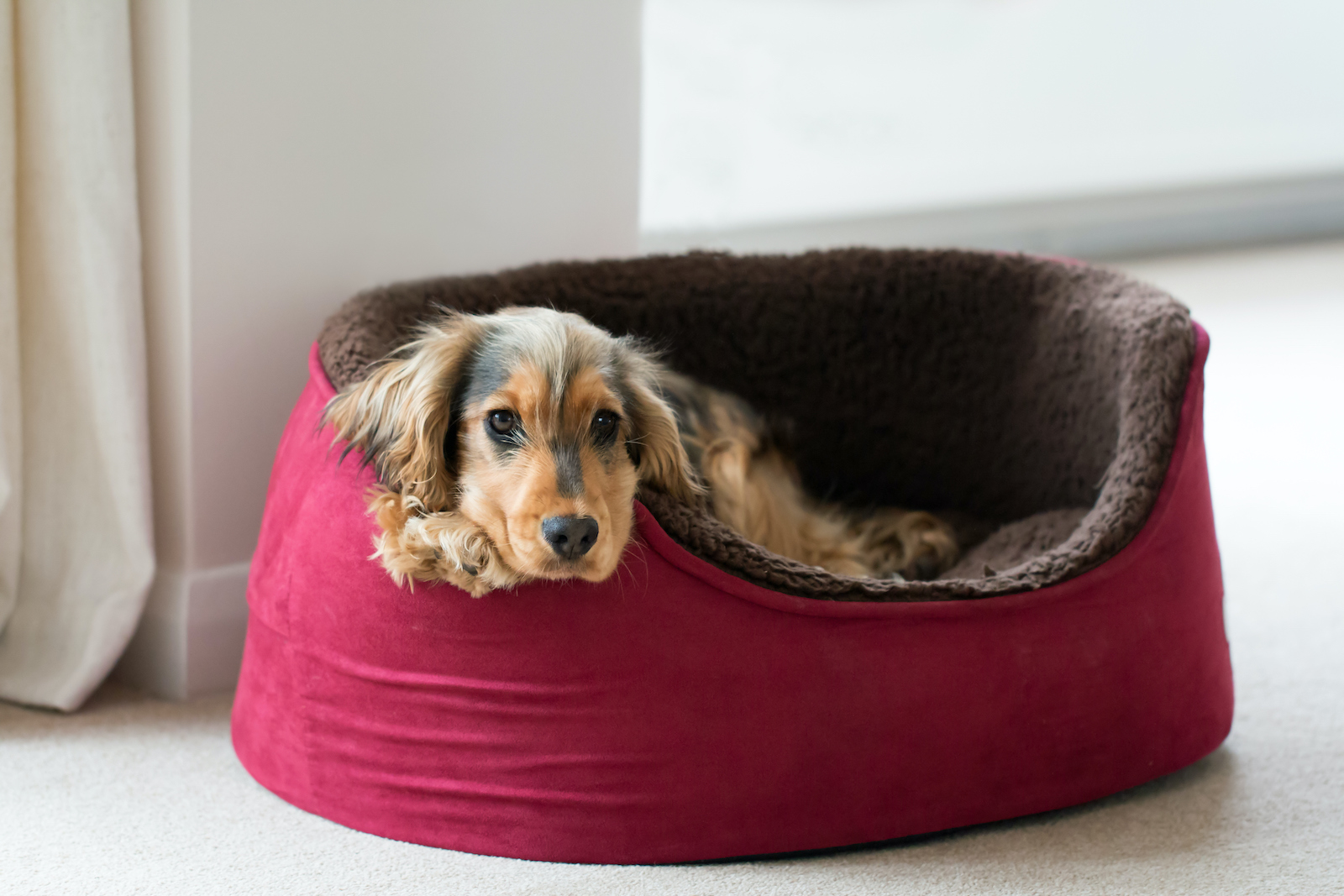 dog bed guest information folder