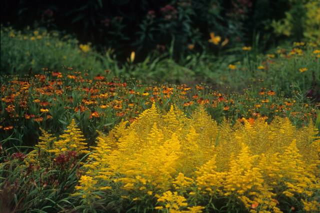 The Hot Garden at RHS Rosemoor