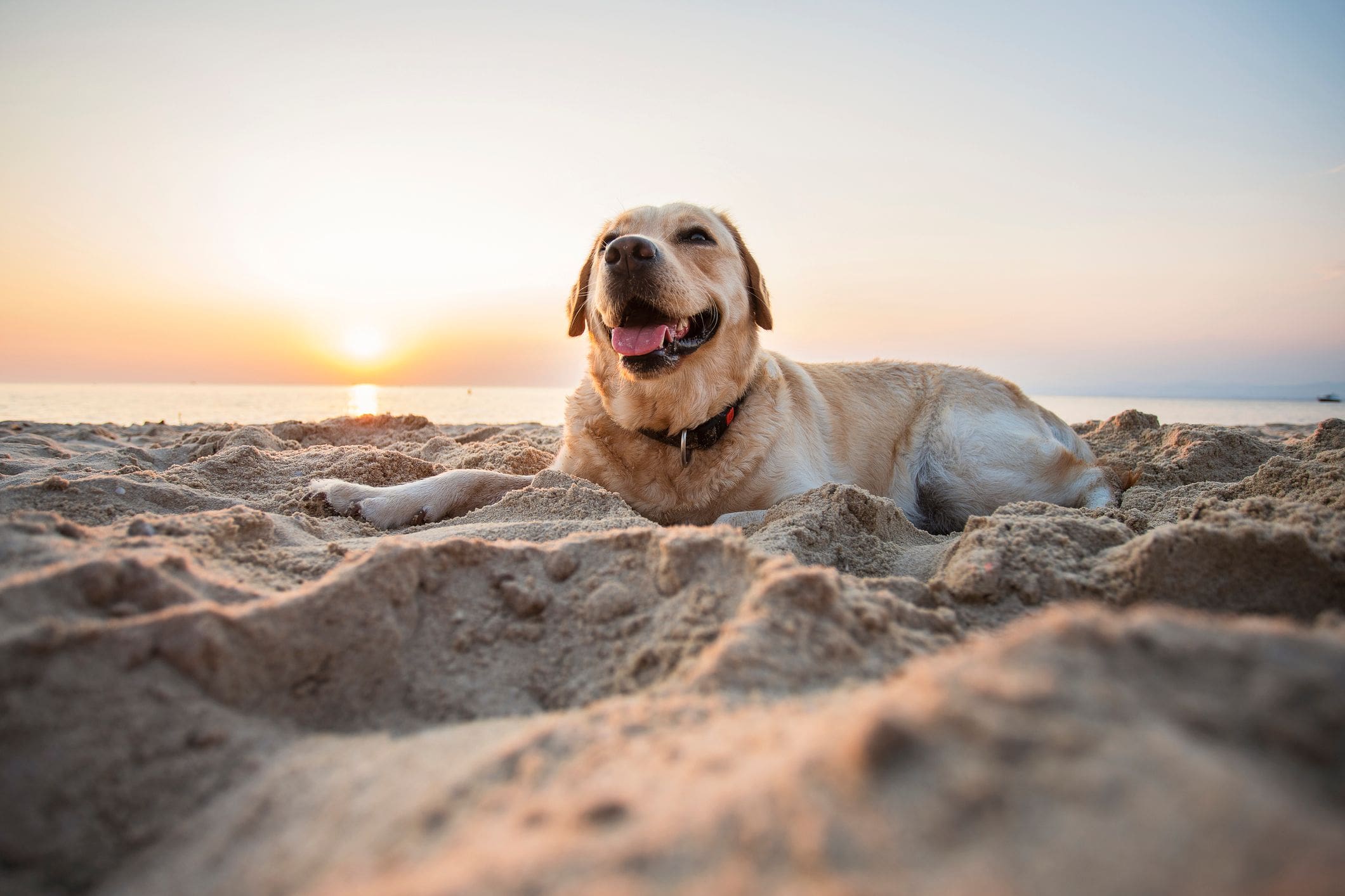 Dog on beach