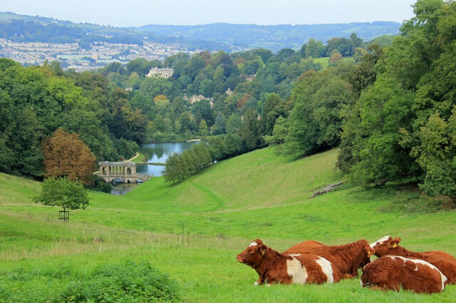 Cows-in-a-field-in-front-of-Bath-skyline-Prior-Park-Landscape-Gardens-in-Bath