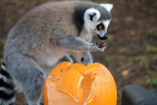 lemur-eating-a-pumpkin