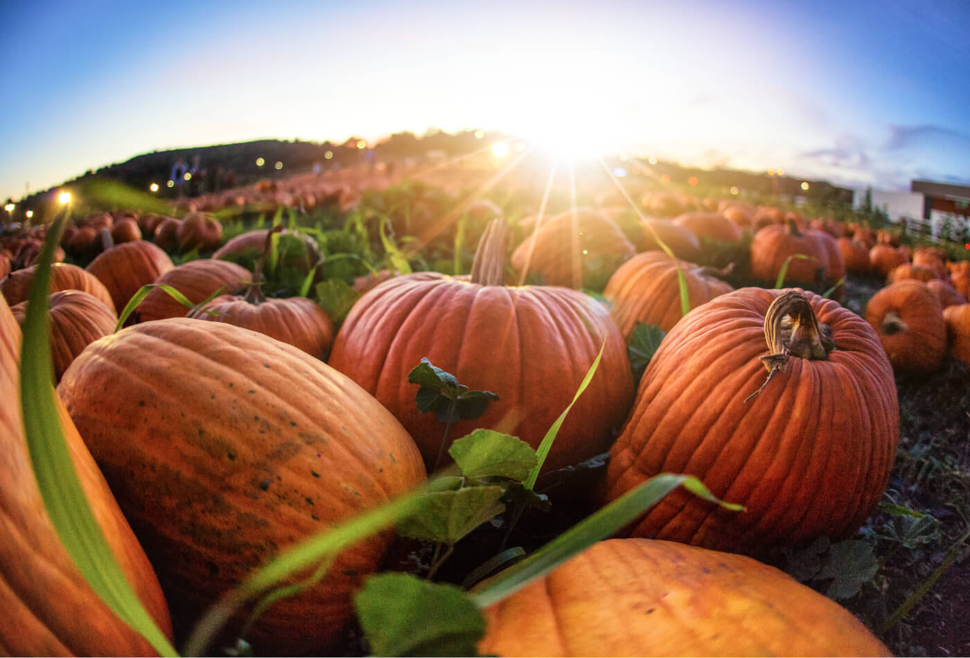 pumpkins in field