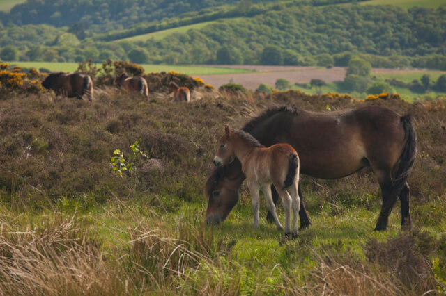 Exmoor ponies grazing in a field.