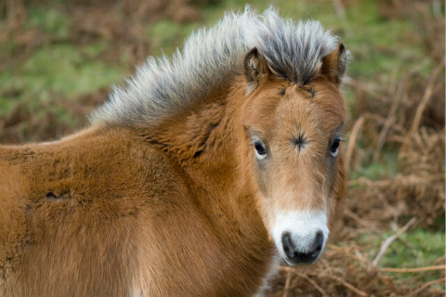 Exmoor pony looking at the camera.