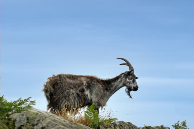 Feral goat at the Valley of Rocks in Exmoor National Park.