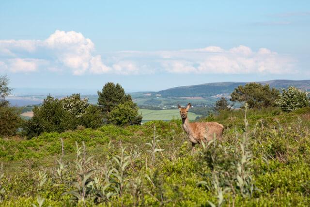 Red doe deer in Exmoor National Park.
