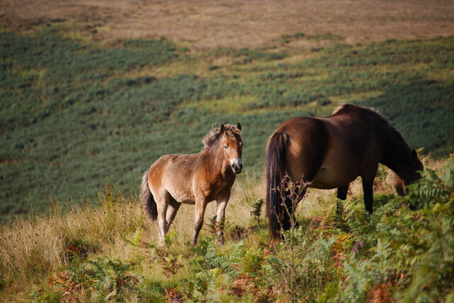 Two Exmoor ponies grazing in Exmoor National Park.