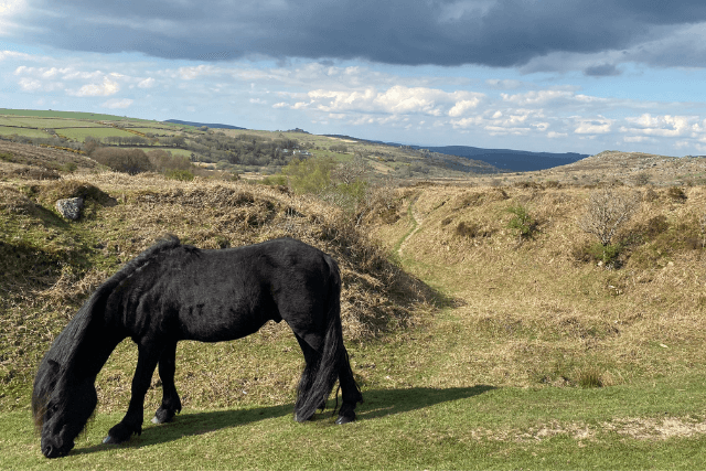 A grazing Dartmoor pony seen on the road to Haytor in Dartmoor.