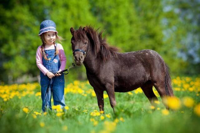 Little girl holds the reigns to a dark brown miniature pony in a field of flowers.