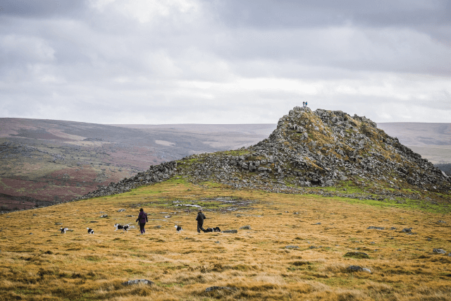 Two people walking a group of dogs on Dartmoor.