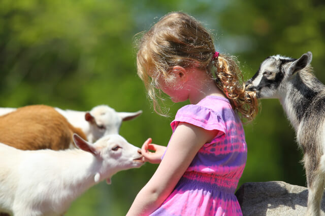 Girl petting goats at a petting zoo