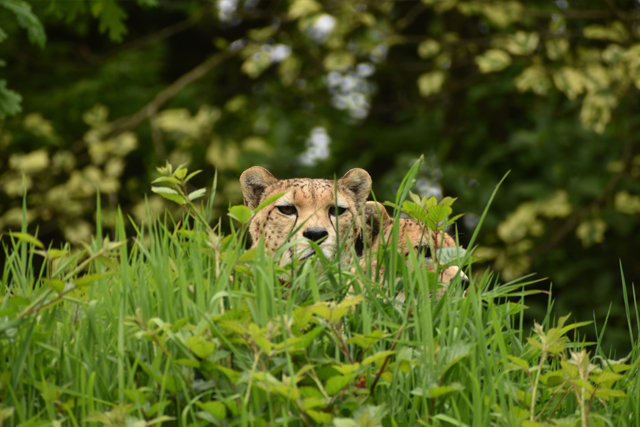 Dartmoor Zoo cheetah
