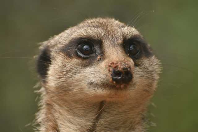 Dartmoor Zoo meerkat