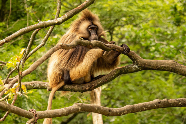 Dartmoor Zoo monkey