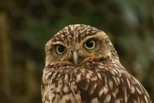 Dartmoor Zoo owl