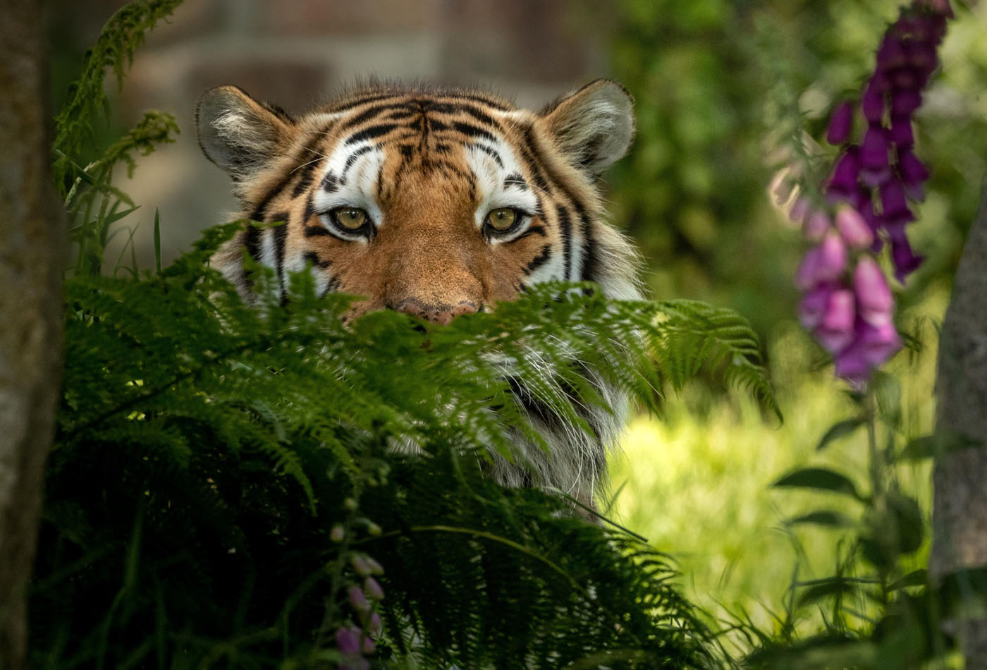 Dartmoor Zoo tiger