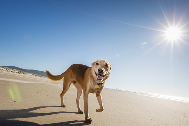 South West Holiday Let Market Insights Report 2024 | A dog running on a beach