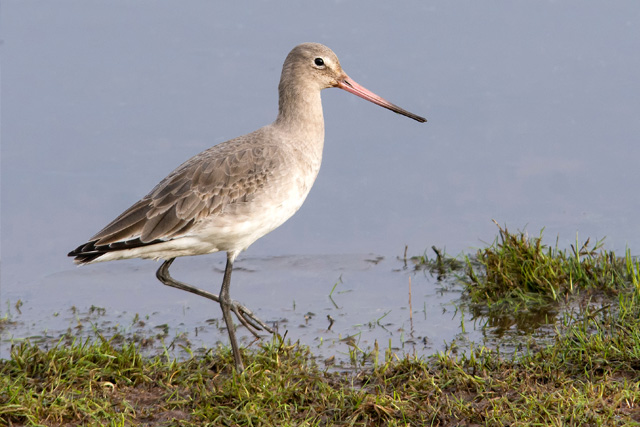 Side profile of a black-tailed godwit, a wetland bird, at RSPB Bowling Green Marsh